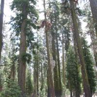 Lassen Volcanic Park
