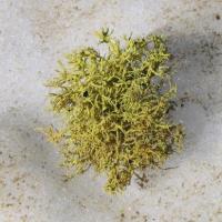 Fleurs rencontrées de San Francisco à Seattle. Intermède