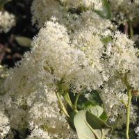 De San Francisco à Seattle.