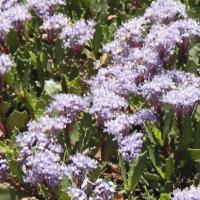 De San Francisco à Seattle.