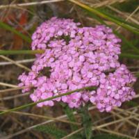 De San Francisco à Seattle.
