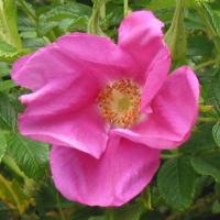 De San Francisco à Seattle.