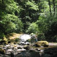Forêt près columbia river