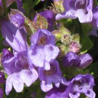 De San Francisco à Seattle.