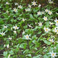 De San Francisco à Seattle.