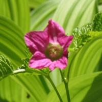 De San Francisco à Seattle.