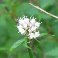 De San Francisco à Seattle.